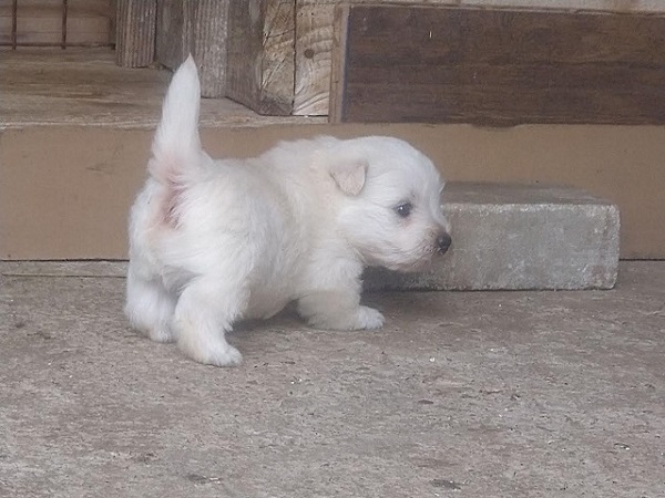 Velika slika