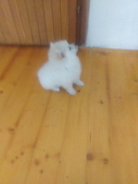 Velika slika