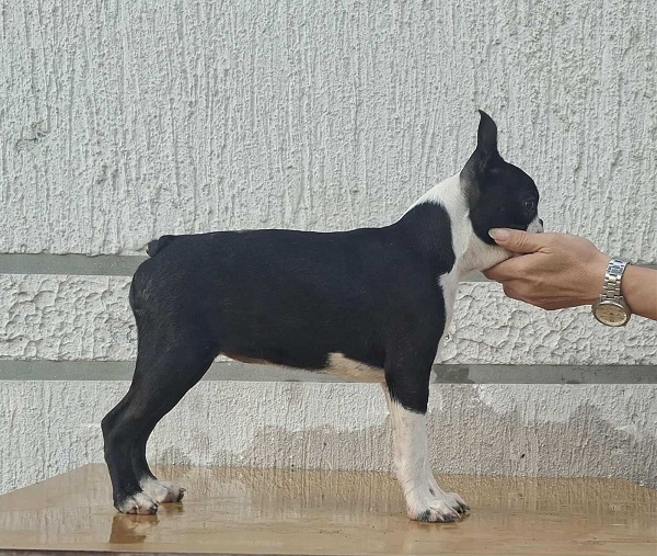 Velika slika