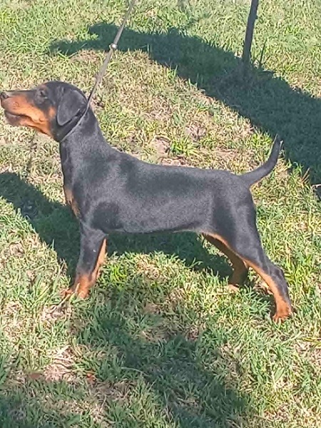NLT (nemački lovni terijer)