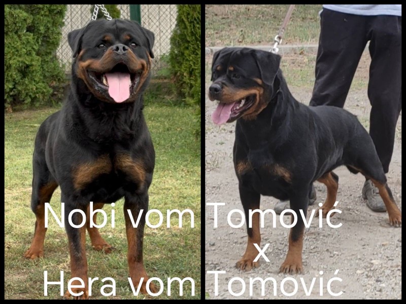 Rotvajler, stenci i odrasli psi