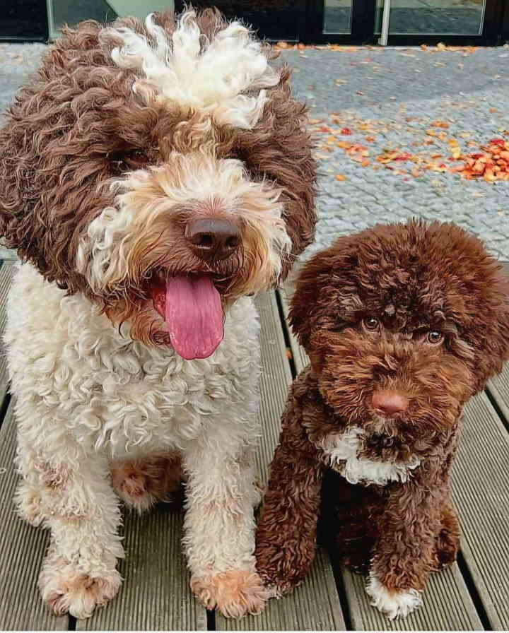 Novo leglo Lagotto romangolo 