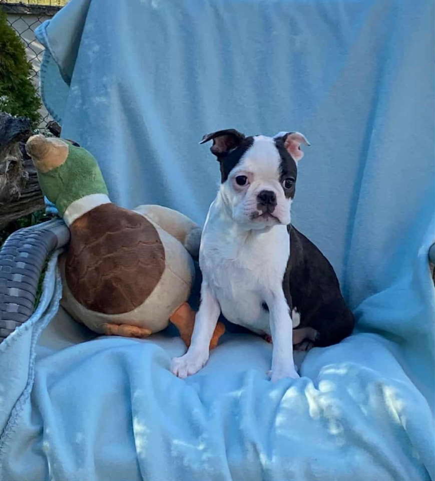 Dostupno musko stene Boston terijera. 