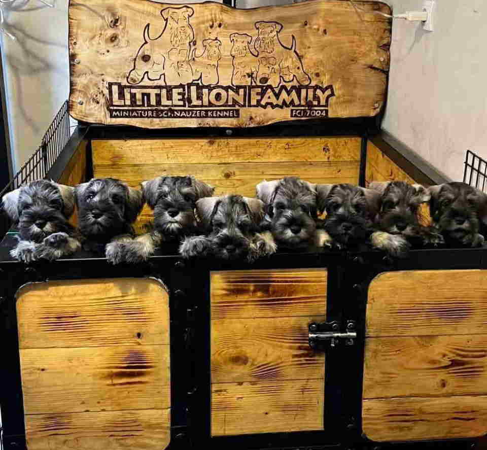 Patuljasti ŠNAUCERI biber so 