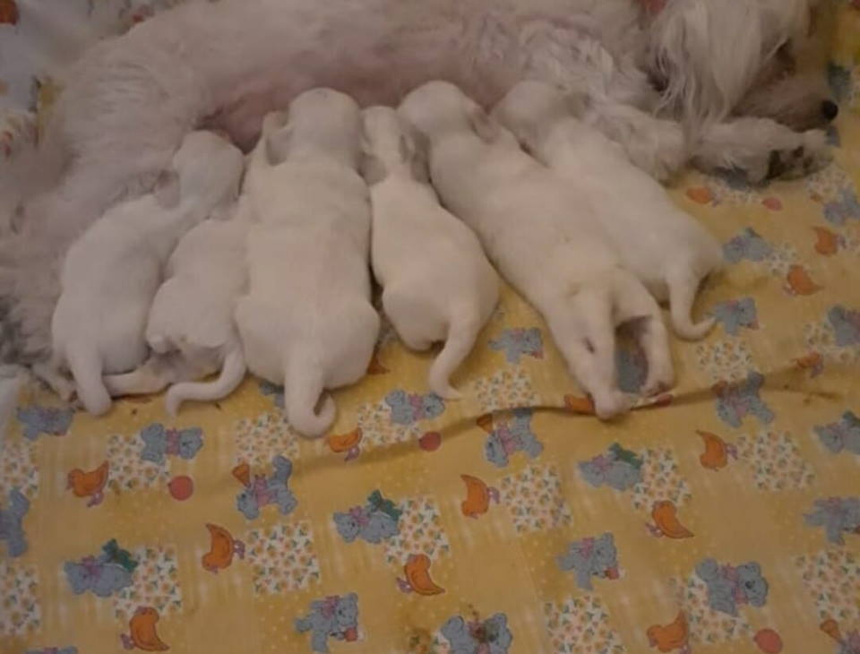  Na prodaju stenci mesanci maltezera i patuljastog spica 