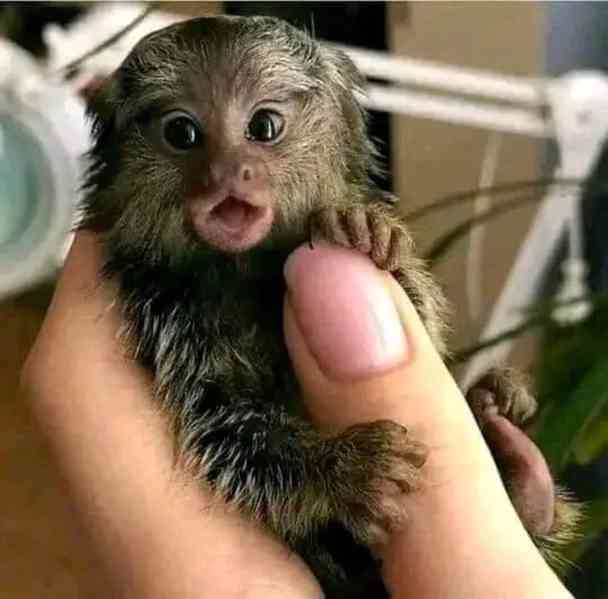 Dostupni marmozeti majmuni