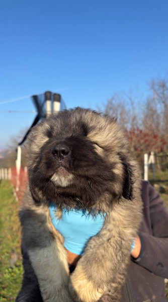 Kavkaski ovcar stenci