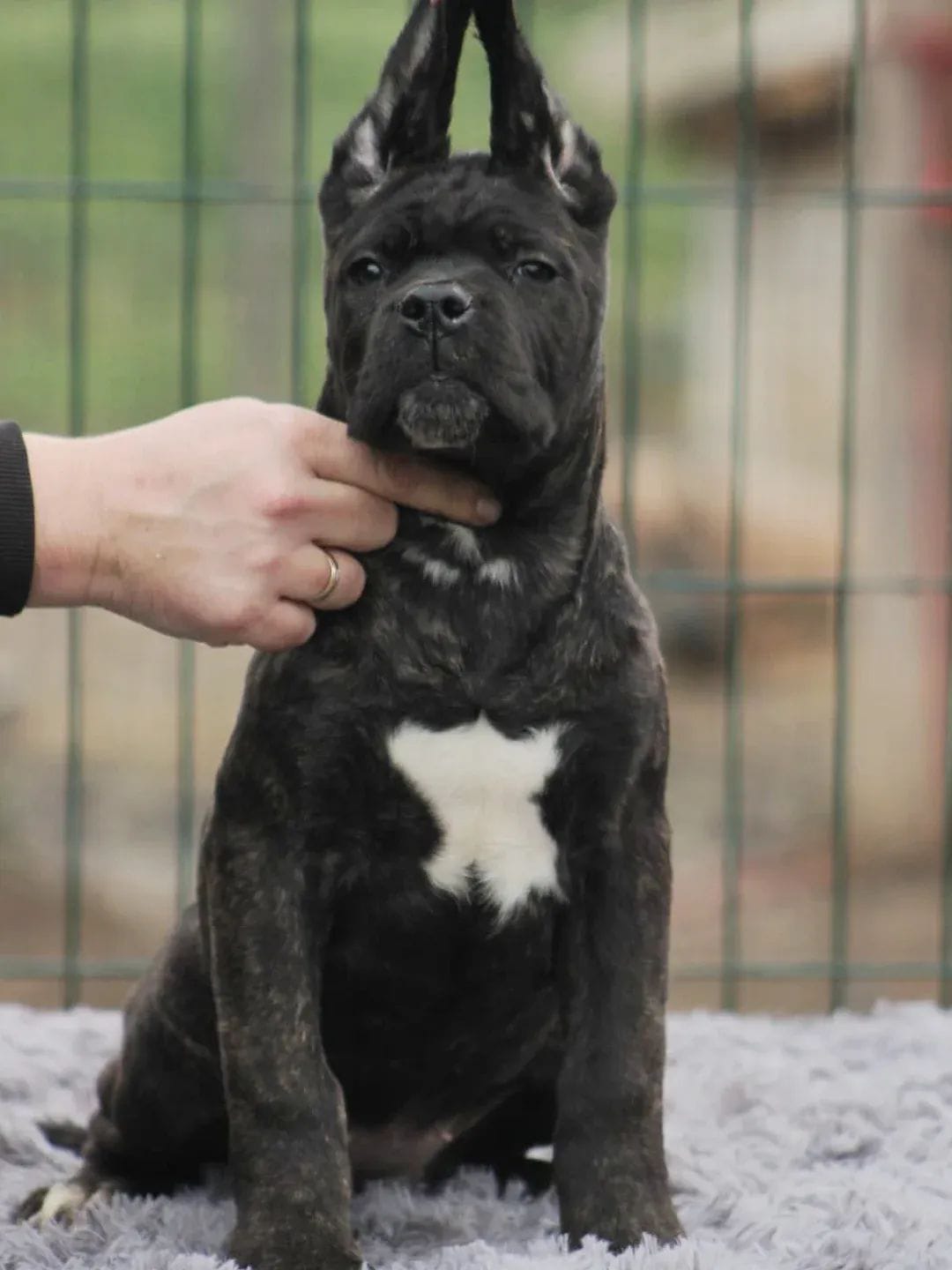 Cane Corso štenci
