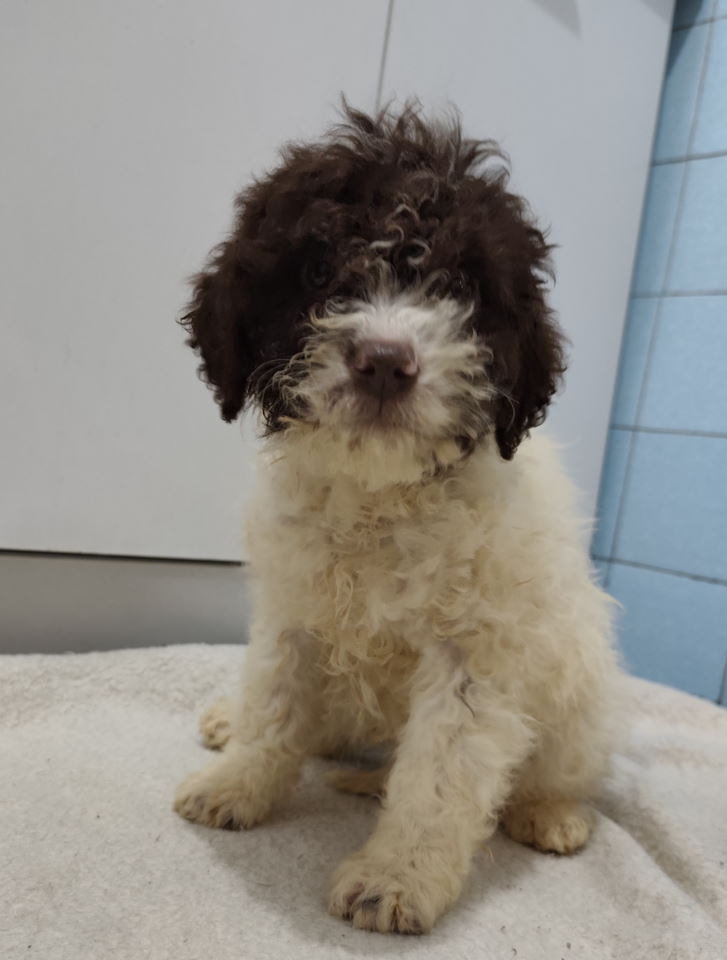 Lagoto romanjolo stenci a preuzimanje 