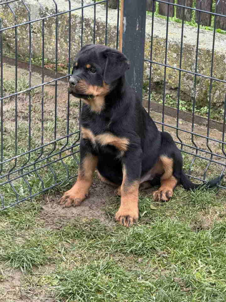 Na prodaju štenad Rottweilera vrhunskog porekla. 