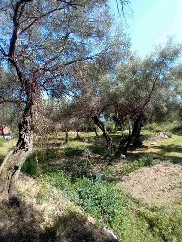 Velika slika