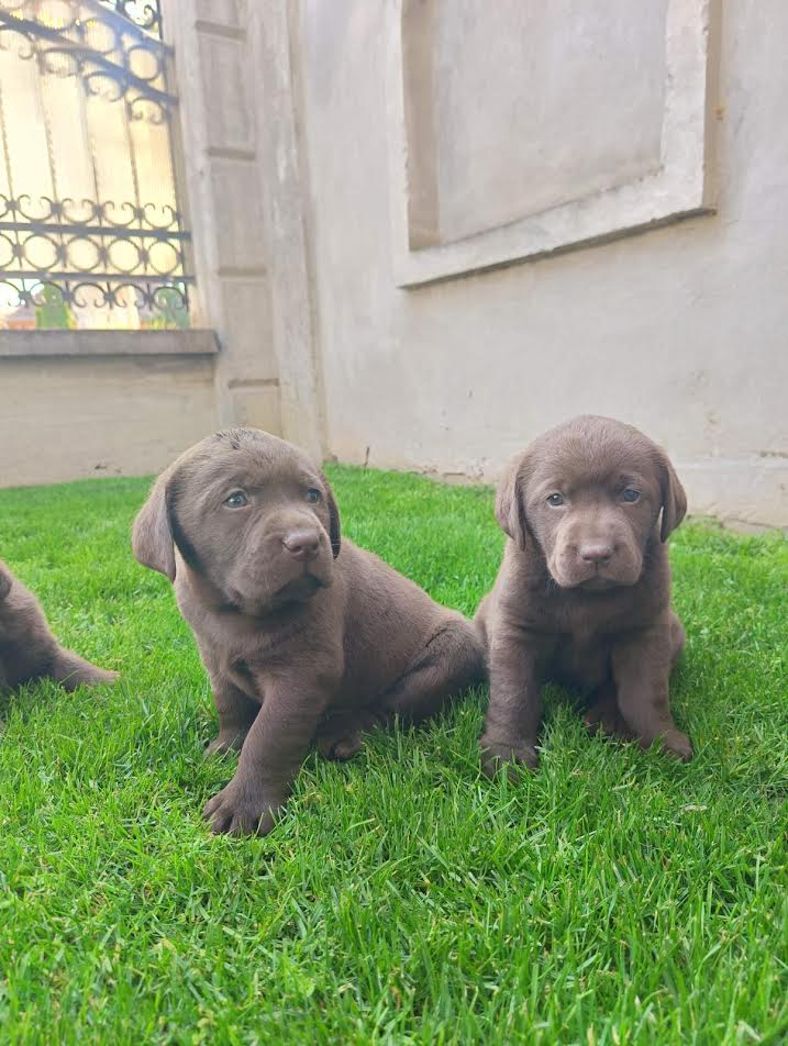 Labrador retriver