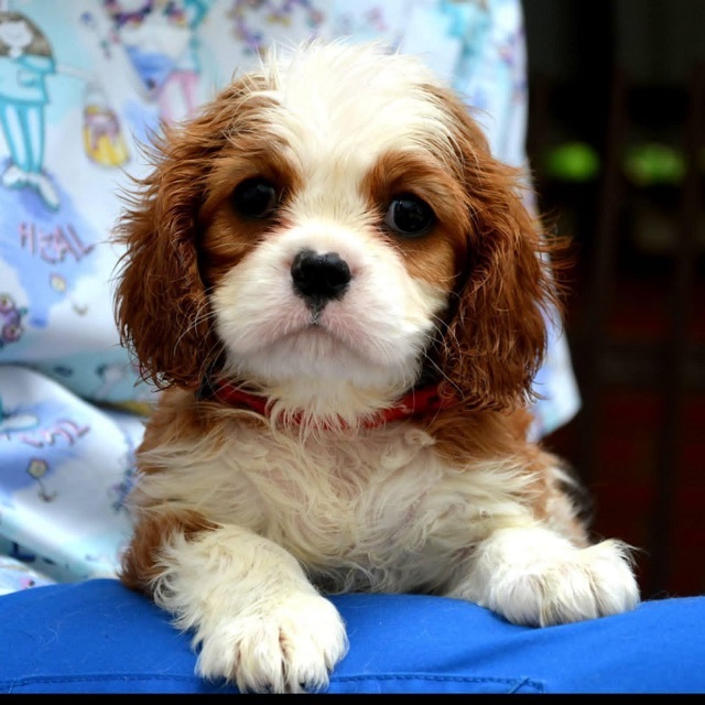 Cavalier King Charles španiel - blenheim i tricolor 