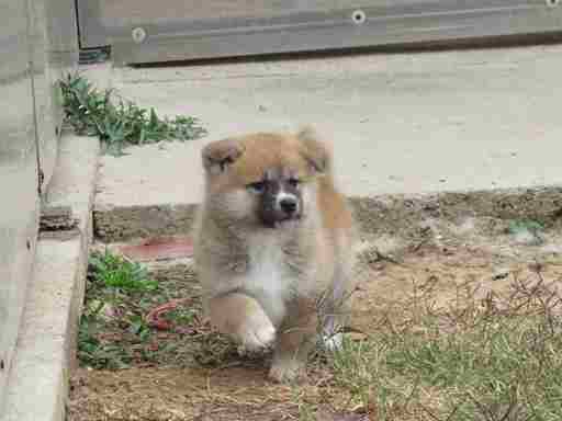 Prodajemo stence japanskih Akita