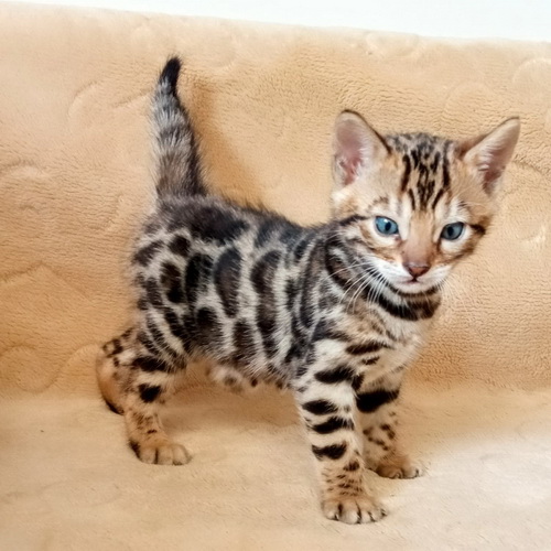 Velika slika
