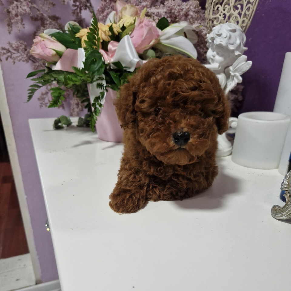 Neodoljivi stenci Toy pudle. 