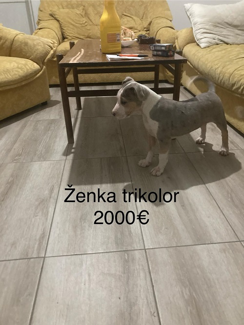 Pit bull terijer