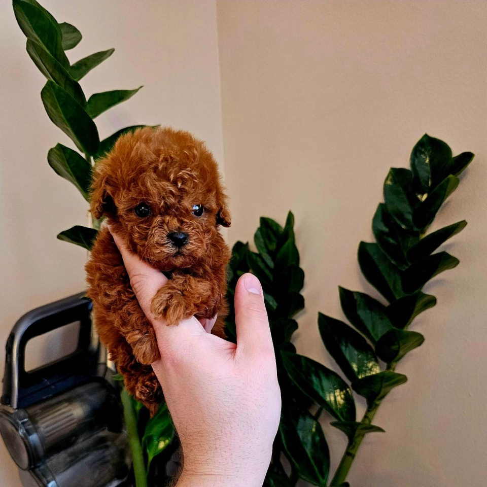 Neodoljive pudle toy i teacup 