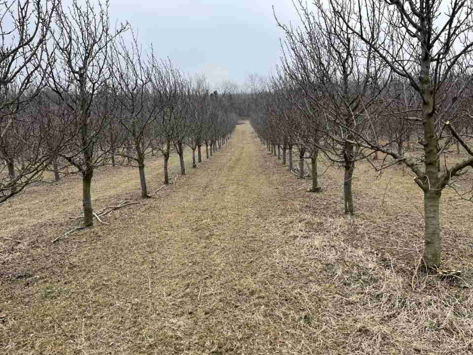 Prodajem 11 ha vocnjaka na Fruskoj gori 