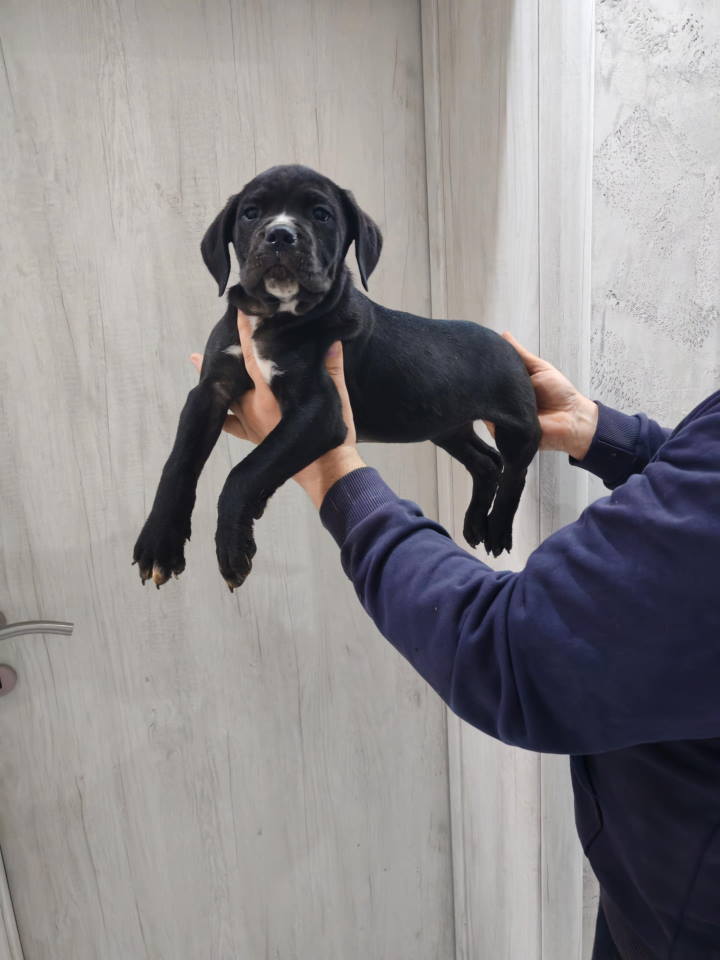 Na prodaju stenad Cane Corso 