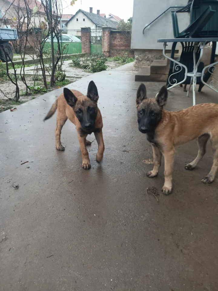 Belgijski ovčar MALINOA štenci 