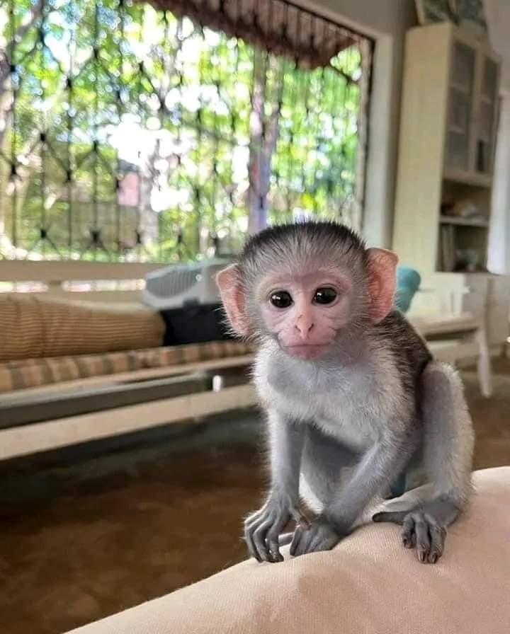 Dostupni kućni kapucinski majmuni