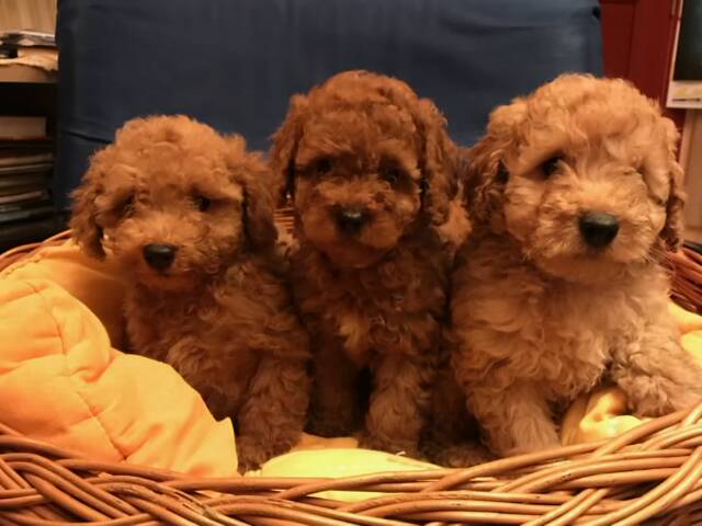 Prelepe patuljaste i toy pudle