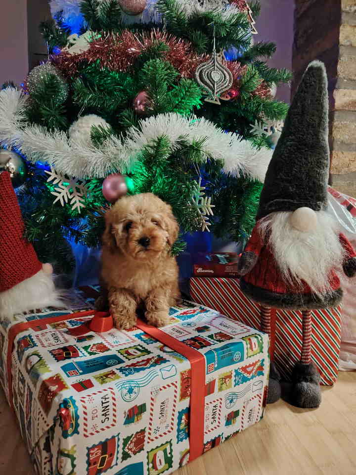 Na prodaju zenska dva steneta, patuljaste pudle, aprikot 