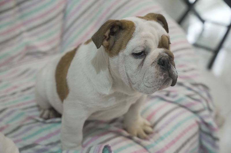 Engleski buldog, vrhunsko leglo