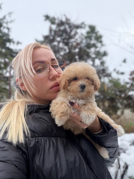 Maltipoo vrhunske genetike