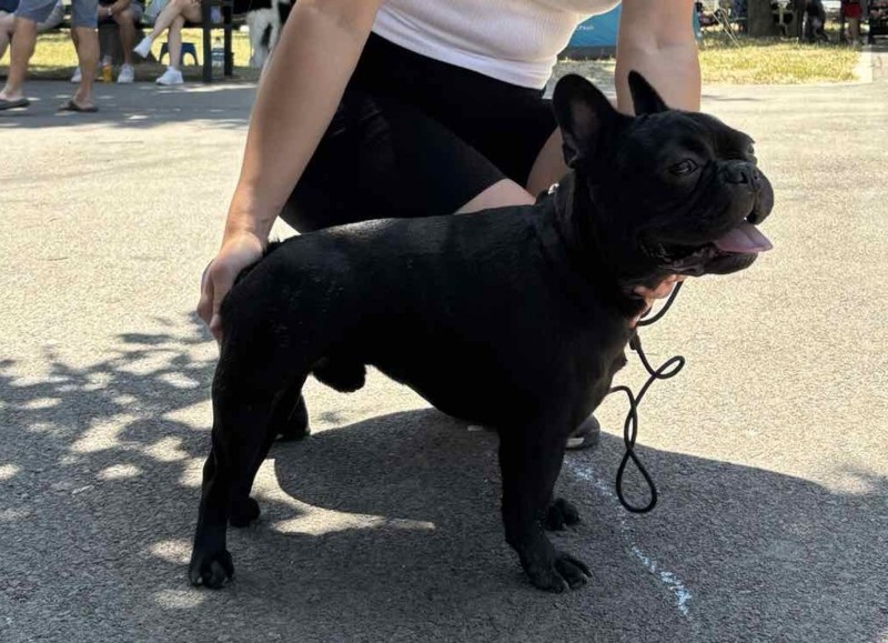 Francuski Buldog, mlad muzijak