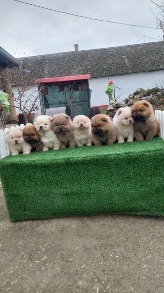 Stenci toy i mini pudle