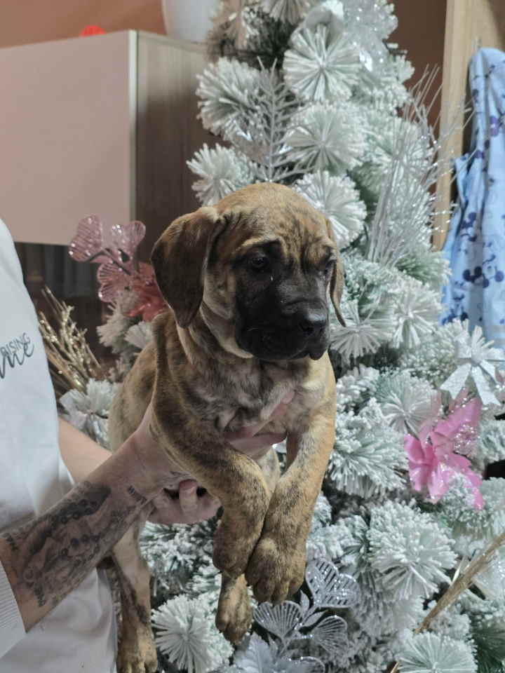 Na prodaju stenci prese kanario, vrhunskog porekla 