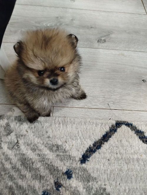 Prelepi Bo medvedici 