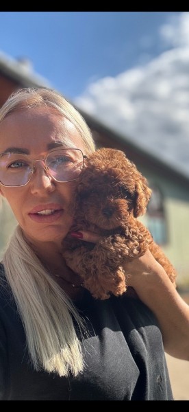 Stenci toy i mini pudle vrhunske genetike 