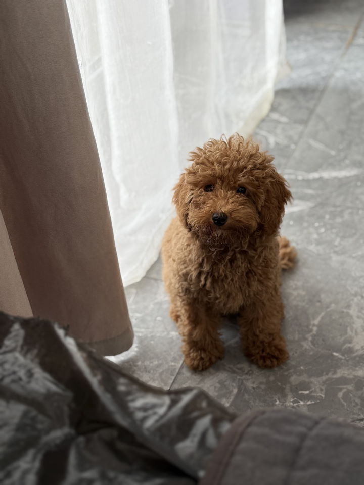 Dostupan muzijak mini pudlice u aprikot boji 