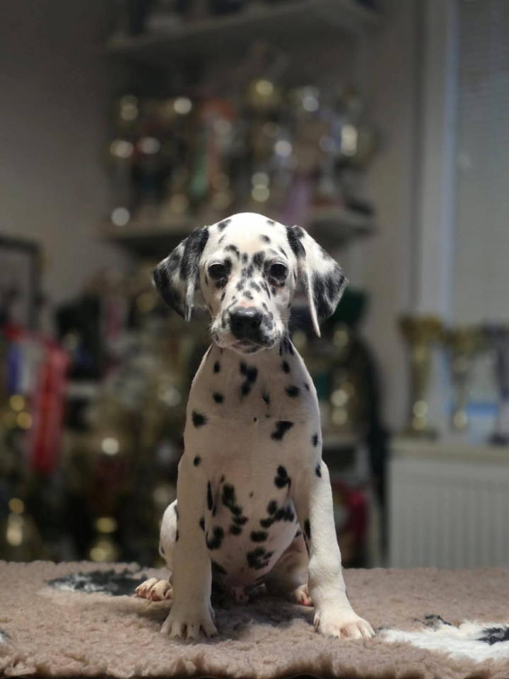 Dalmatinski pas, vrhunski štenci, 