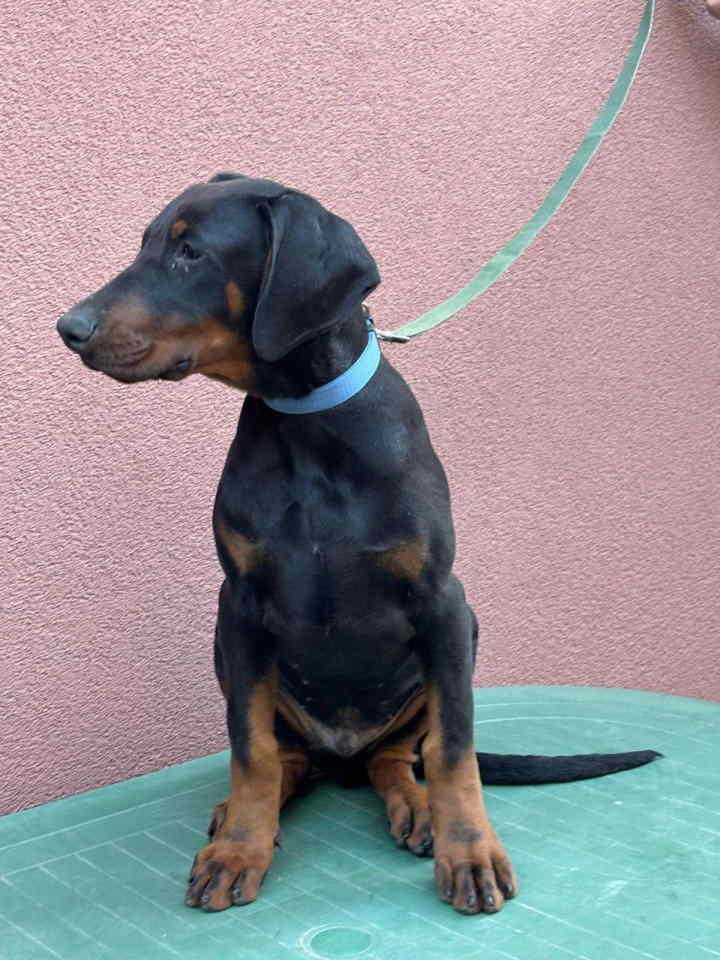 Doberman muško štene sa rodovnikom. 