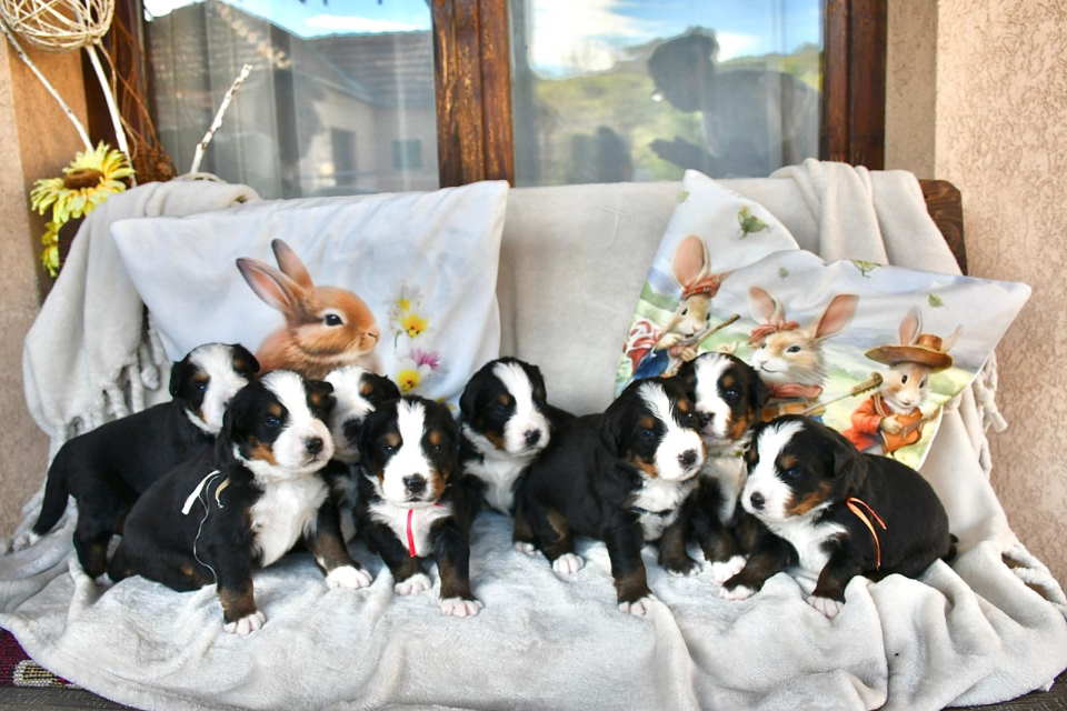 Bernski planinski pas 