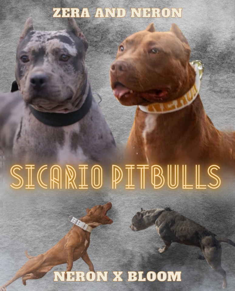 Velika slika