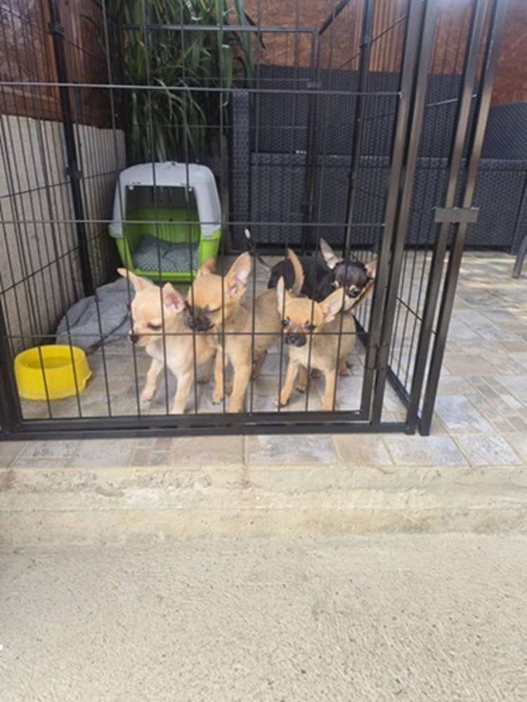 Velika slika