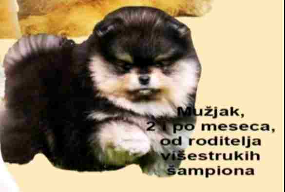 Velika slika