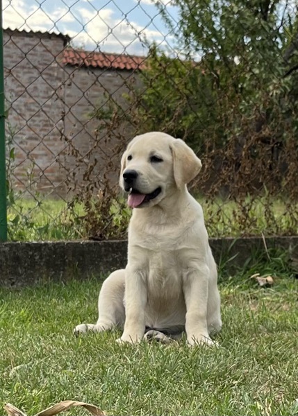 Velika slika