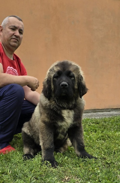 Velika slika
