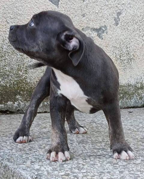 Velika slika