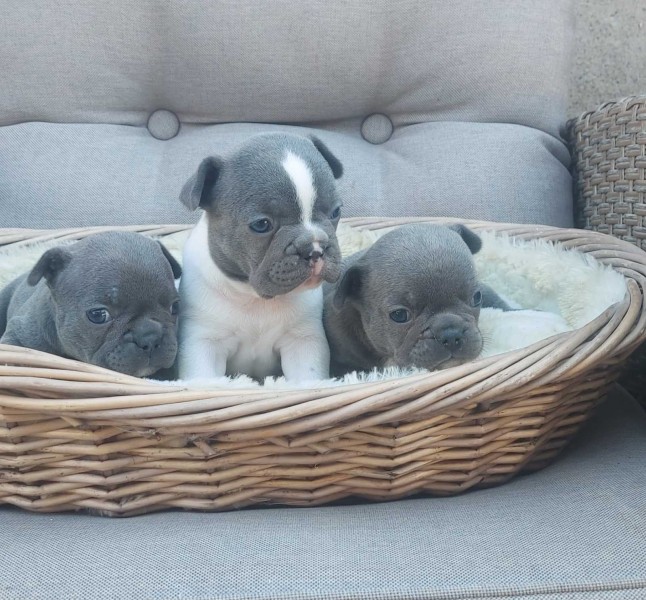 Francuski buldog štenci egzotične plave boje