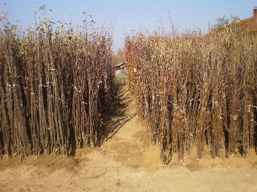 Rasadnik nastic saše prodaja voćnih sadnica 