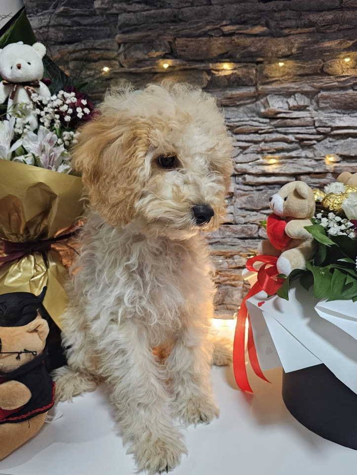 Dve vesele mini pudle apricot - dečak I devojčica 