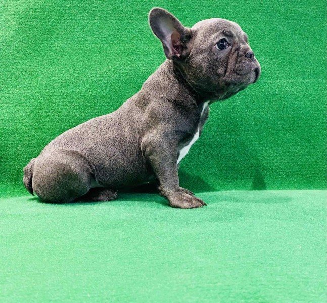 Zensko stene francuskog buldoga 