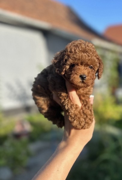 Stenci toy i mini pudle vrhunske genetike